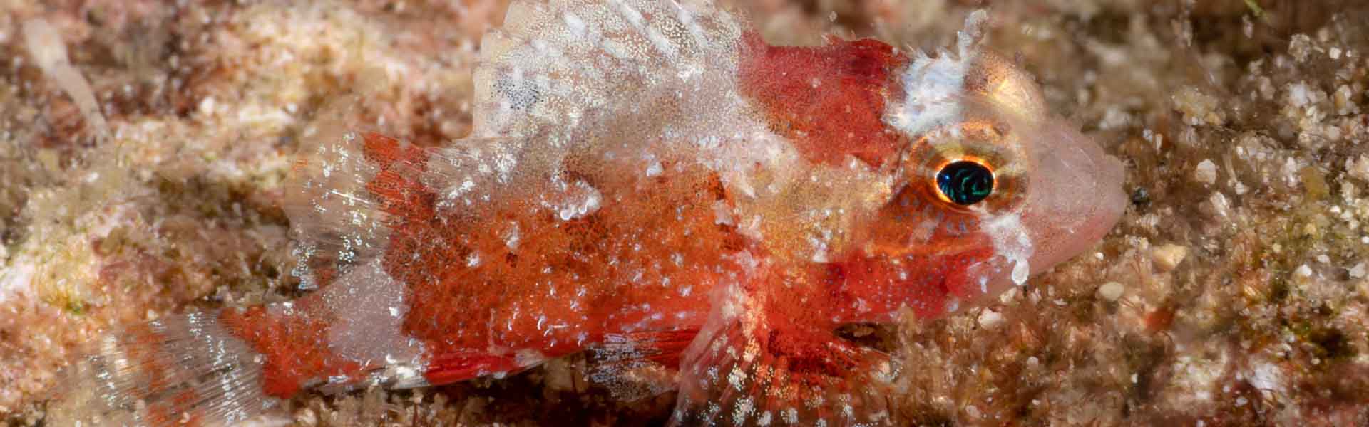 The Barchin Scorpionfish